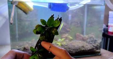 Jak upevnit akvarijní rostlinku na dekoraci v akváriu pomocí vlasce (Akvaristika pro začátečníky)