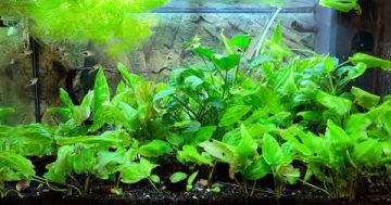 Hnojení rostlin v akváriu a jeden tajný tip jak hnojit za zlomek ceny (Akvaristika pro začátečníky)