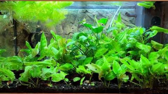 Hnojení rostlin v akváriu a jeden tajný tip jak hnojit za zlomek ceny (Akvaristika pro začátečníky)