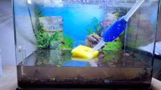Ukázka jak napustit akvárium v praxi za pomoci houbičky na nádobí (Akvaristika pro začátečníky)