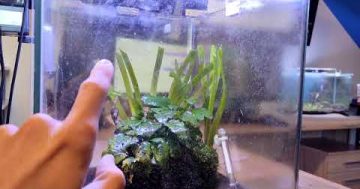 Jak zastřihnout akvarijní rostlinku Vallisneria v praxi (dva způsoby) (Akvaristika pro začátečníky)