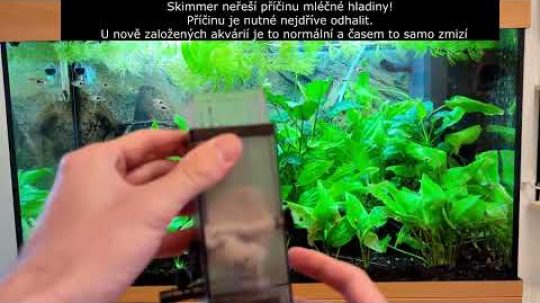Jak se zbavit mléčné mastné hladiny na povrchu vodní hladiny v akváriu (Akvaristika pro začátečníky)